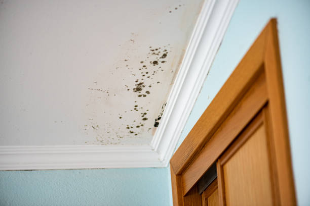 Professional Mold Removal in Tuntutuliak, AK