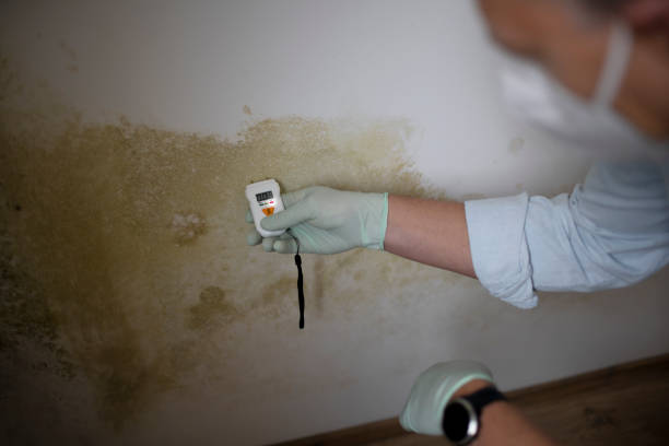 Mold Removal and Inspection in Tuntutuliak, AK